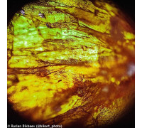 Микроскоп Levenhuk Rainbow 50L PLUS Orange\Апельсин