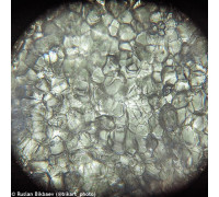 Микроскоп Levenhuk Rainbow 50L PLUS Orange\Апельсин